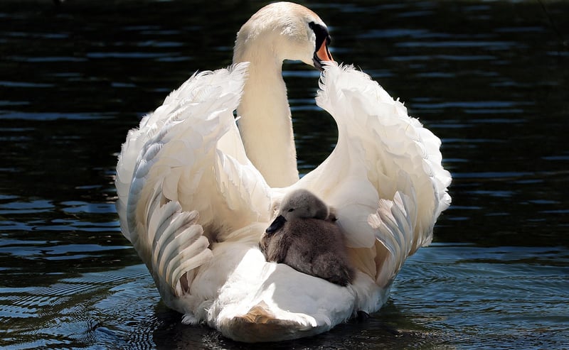 Swan in a Lake