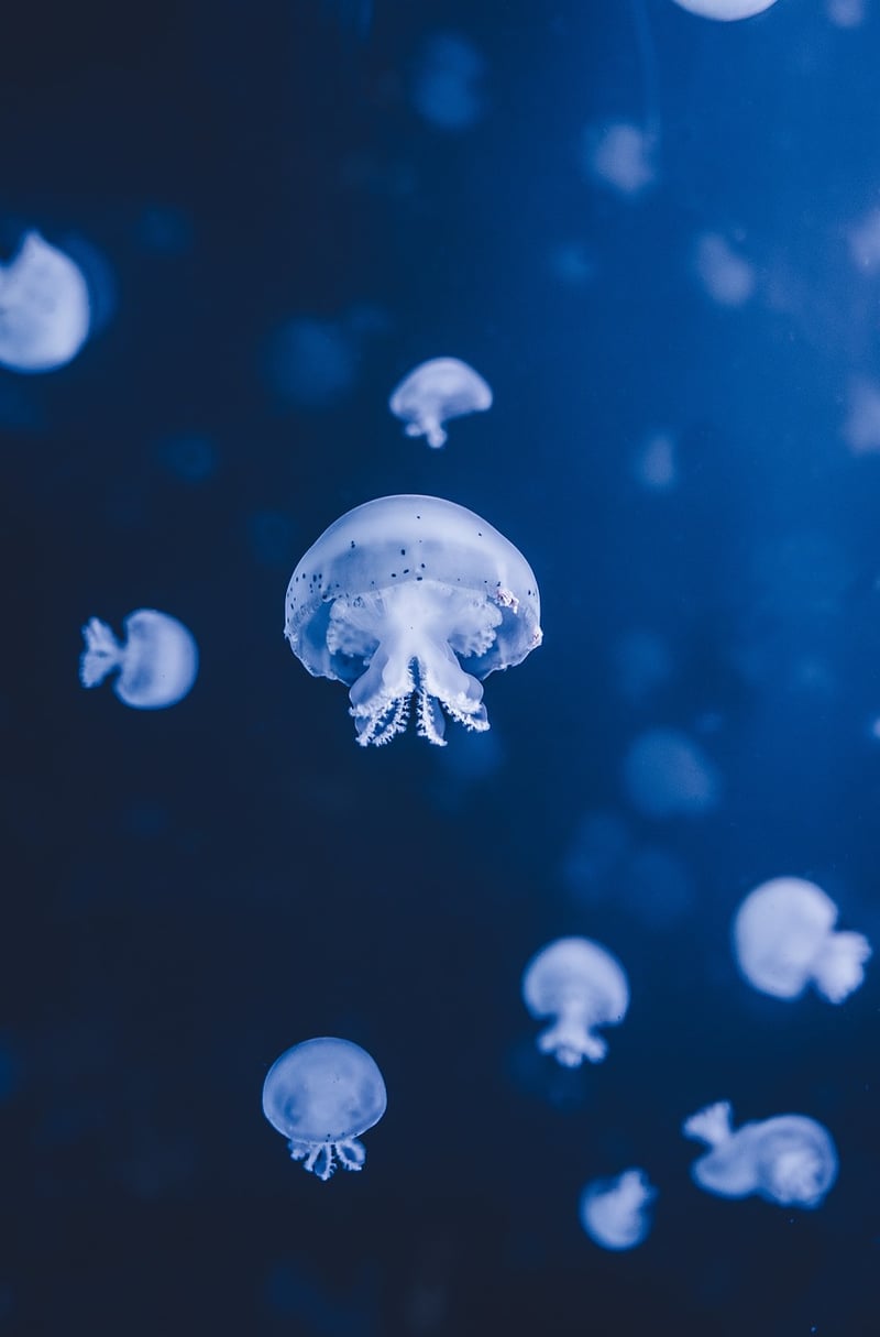 Deep Sea